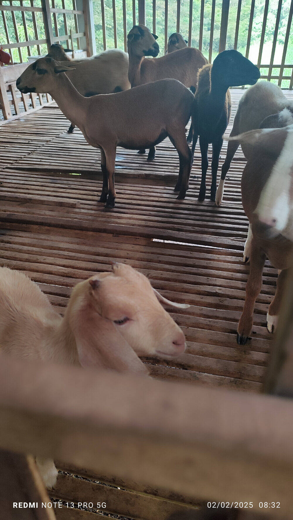 Farm Image 2